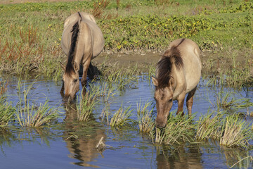Herd of Wild Konik or Polish primitive horse at the watering hole