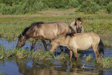 Herd of Wild Konik or Polish primitive horse at the watering hole