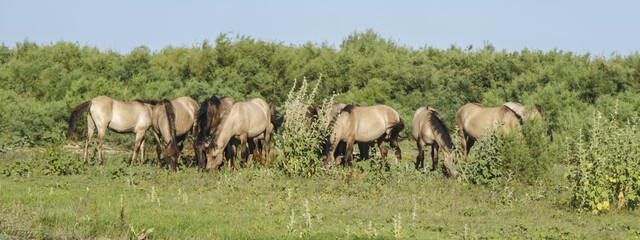 Panorama, Herd of Wild Konik or Polish primitive horse grazes on the Ermakov island © Andriy Nekrasov