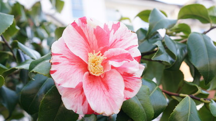 Vertical blooming camellia flowers in an old English park
