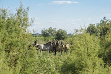 Herd of Wild Konik or Polish primitive horse hiding in the bushes © Andriy Nekrasov