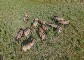 Aerial view on herd of Wild Konik or Polish primitive horse grazes on the Ermakov island