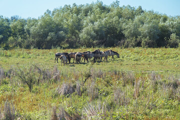 Herd of Wild Konik or Polish primitive horse on Ermakov island © Andriy Nekrasov