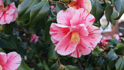 Vertical blooming camellia flowers in an old English park