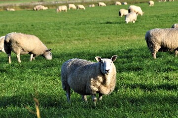 White sheep on the pasture in northern germany