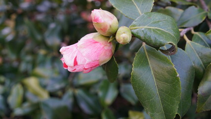 Vertical blooming camellia flowers in an old English park