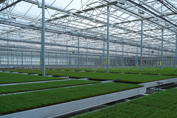 Light greenhouse with young sprouts of greenery.