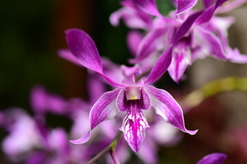 Closeup pictures of purple orchid flowers beautiful in nature