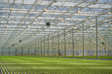 Light greenhouse with young sprouts of greenery.