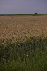 wheat field. rich harvest in agriculture
