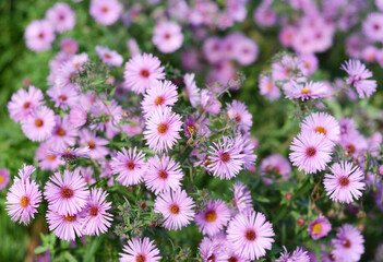 Fototapeta premium A close-up on a pink aster dumosus flowering plant, bushy aster richly blooming in autumn.