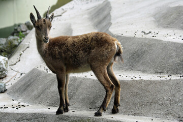 Alpensteinbock