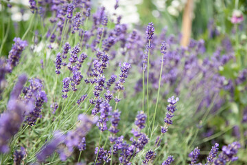 Obraz premium Close up shot of lavender flowers. Lavender purple background. Selective focus
