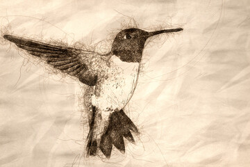 Sketch of a Black-Chinned Hummingbird Searching for Nectar in the Green Garden