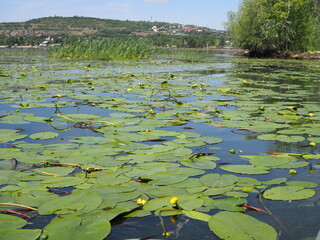 yellow water lily in water background in summer