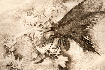 Sketch of a Spicebush Swallowtail Butterfly Sipping Nectar from the Accommodating Flower