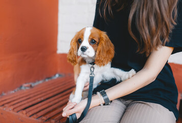 Cute puppy is in the owner hands. King Charles spaniel breed.