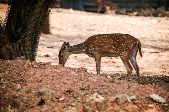 Small Indian Spotted Deer Eats Food From Dry Ground In Zoo