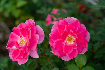 Colorful Roses blooming in the garden. Close-up shot, blurred background.