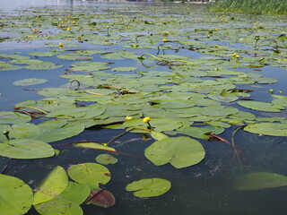 yellow water lily in water background in summer