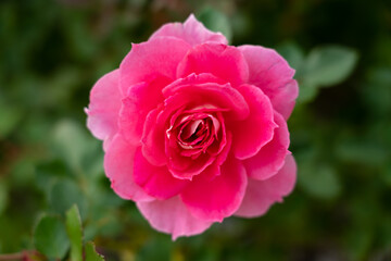 Colorful Roses blooming in the garden. Close-up shot, blurred background.