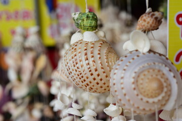 Close-up of shells used as home decorations	