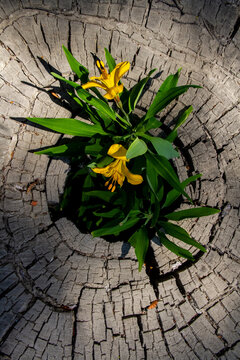 Hermosa flor de amancay que crece a través de un viejo tronco de árbol en la patagonia