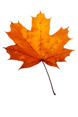 Fototapeta premium Maple leaf closeup isolated on white background