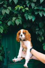 Cavalier king charles spaniel puppy portrait outdoors. King Charles spaniel breed.