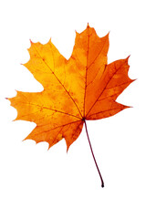 Maple leaf closeup isolated on white background