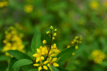 Closeup photo of small yellow flowers