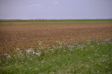 wild flowers in the field with wheat