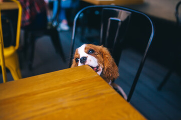 Cute puppy gnawing it's wooden table in city cafe.