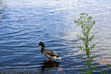 duck in a pond