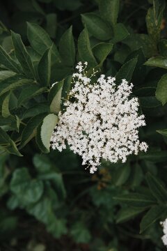 Elderflower