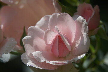 Pink rose with dew drops