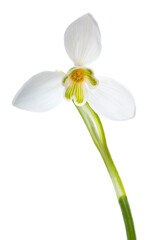 Luxury spring easter Snowdrop flower - Galanthus nivalis - on green stem isolated on white background. Studio shot