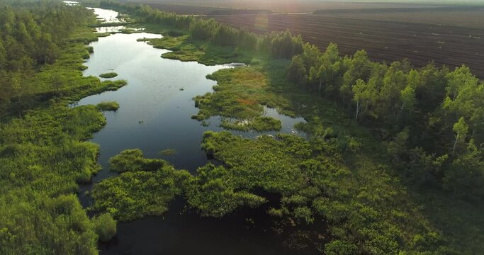 Aerial view of bog forest with lake and peat harvesting field next to it