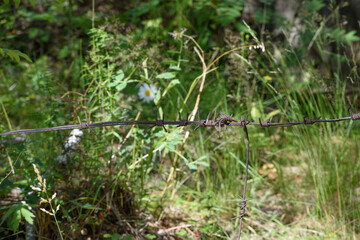 Rusty barbed wire on a background of green plants close up