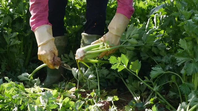 Farmer harvests celery. Vegetables, organic farming. Hand sowing and crop care. Attracting workers to work on farms. Agriculture and agribusiness