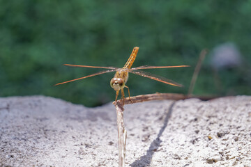 Dragonflies perched on dry branches.