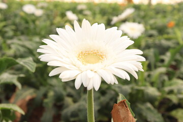 white daisy flower