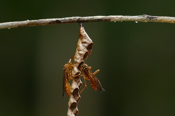 Mischocyttarus wasp, subfamília Polistinae, building a small nest by two wasps on a thin tree branch, Amazon rainforest near the village Balbina, Brazil.