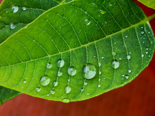 Water droplets on green leaves as background