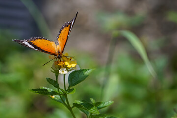 Butterfly eating nectar of yellow flowers.