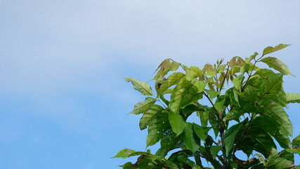 green leaves on blue sky background