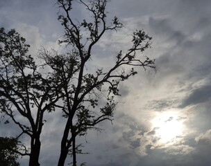 tree in the sky