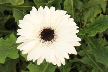 white jalbera flowers