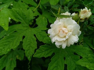 white rose in the garden