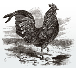 Striding rooster cock in side view, after engraving from 19th century © M